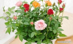 探寻玫瑰花颜色背后的深意 玫瑰花颜色的寓意