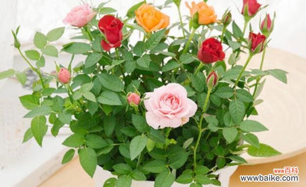 探寻玫瑰花颜色背后的深意 玫瑰花颜色的寓意