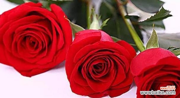 探寻玫瑰花颜色背后的深意 玫瑰花颜色的寓意