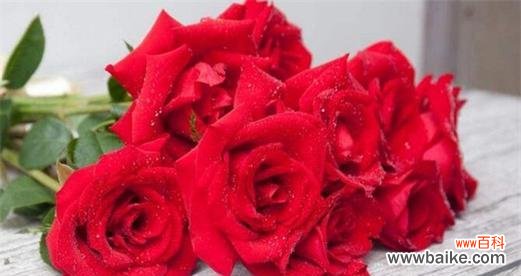 揭秘玫瑰花语的世界 玫瑰花语与寓意的浪漫之谜