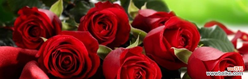 从爱情到友谊 玫瑰花的寓意与象征意义