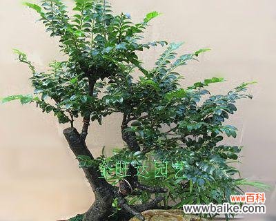 探秘黑骨茶盆景的神秘力量 黑骨茶盆景的风水寓意和摆放位置