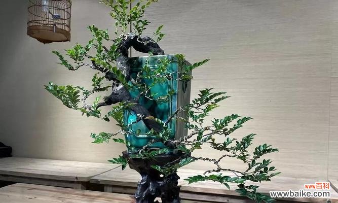 探秘黑骨茶盆景的神秘力量 黑骨茶盆景的风水寓意和摆放位置