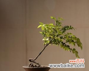 探秘黑骨茶盆景的神秘力量 黑骨茶盆景的风水寓意和摆放位置