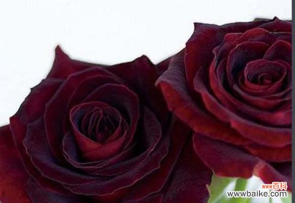 揭开黑玫瑰的花语谜团 黑玫瑰花语