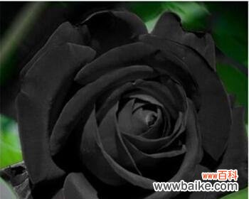 揭开黑玫瑰的花语谜团 黑玫瑰花语