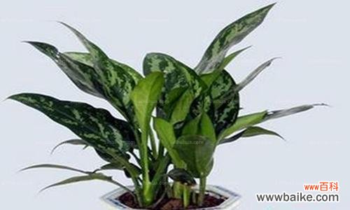 探索黑美人花的神秘魅力 黑美人花的花语与寓意