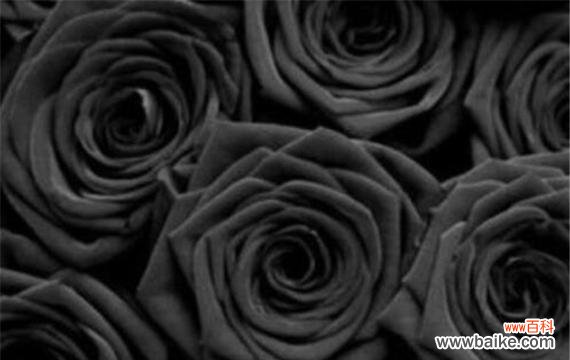 探寻黑色玫瑰的花语及其深意 黑色玫瑰的花语