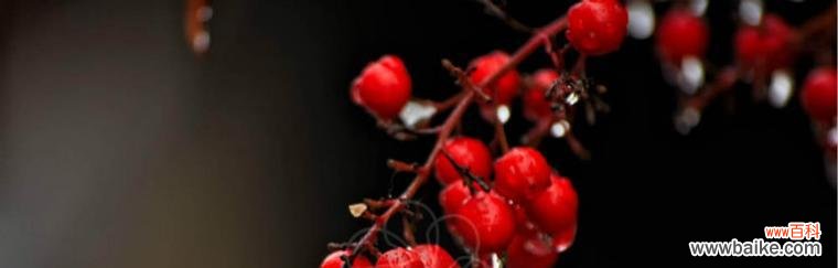 探究红豆开花的象征意义 红豆开花的寓意与花语