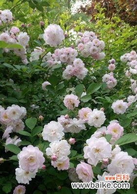 迷恋中的黑色诱惑 黑蔷薇花语与代表意义