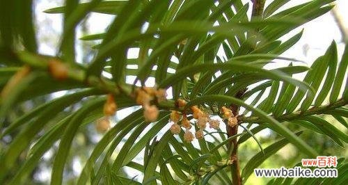 揭开红豆杉的神秘面纱 红豆杉风水之谜