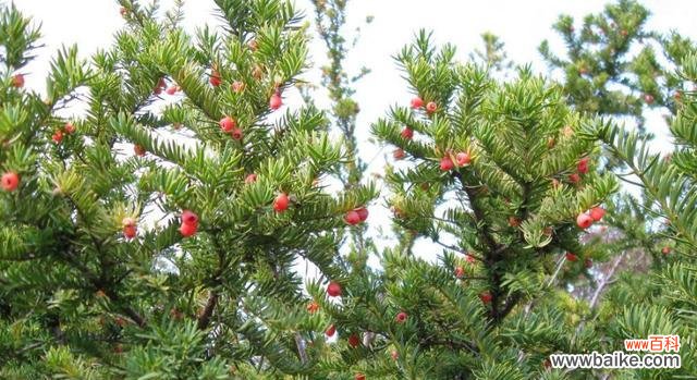 揭开红豆杉的神秘面纱 红豆杉风水之谜