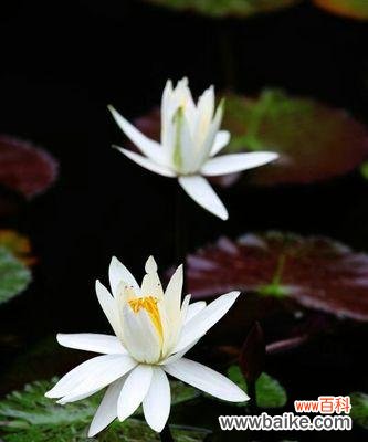 以黑色莲花为主题的神秘与纯洁的并存 黑色莲花的象征意义及内涵解析