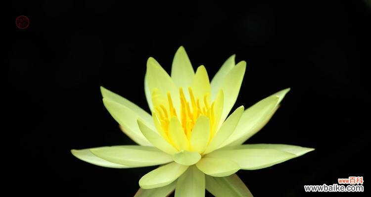 以黑色莲花为主题的神秘与纯洁的并存 黑色莲花的象征意义及内涵解析