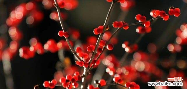 红豆的浪漫意义与深刻含义 红豆爱情