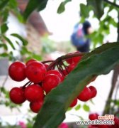 红豆的浪漫意义与深刻含义 红豆爱情