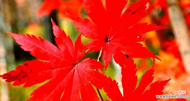 枫叶红 红枫花的花语与寓意