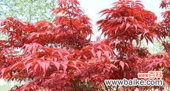 枫叶红 红枫花的花语与寓意