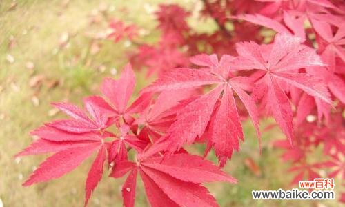 枫叶红 红枫花的花语与寓意
