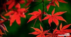 赏红枫 红枫的花语与含义