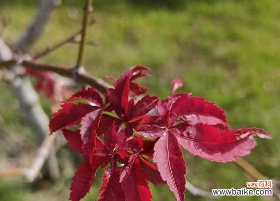 赏红枫 红枫的花语与含义