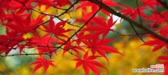 探寻红枫叶的文化内涵 红枫叶的象征意义