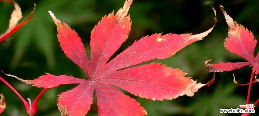 探寻红枫叶的文化内涵 红枫叶的象征意义