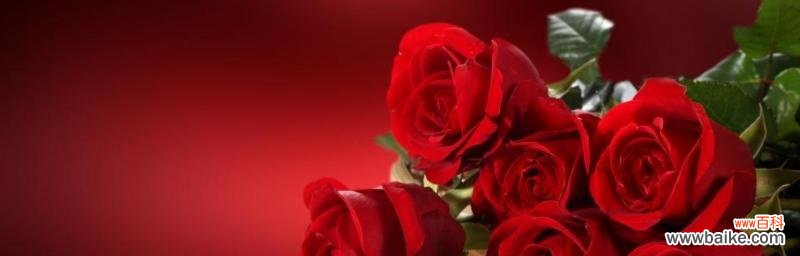 爱的象征 红玫瑰的花语和寓意