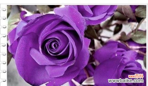 紫色玫瑰花吊坠代表什么?吊坠的花语有哪些?