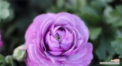 紫色玫瑰花吊坠代表什么？吊坠的花语有哪些？