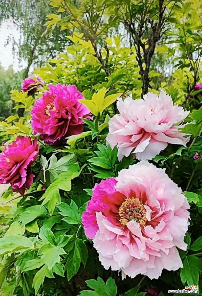 牡丹花象征富贵吗?牡丹花的富贵寓意是什么?