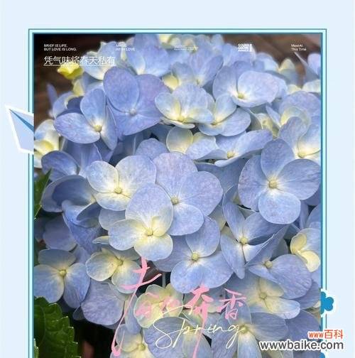 哪些花寓意富贵平安？花的寓意是什么？