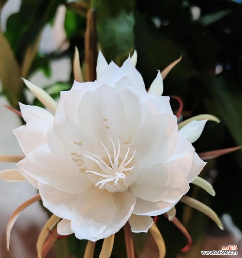 中秋节送什么花代表团圆?