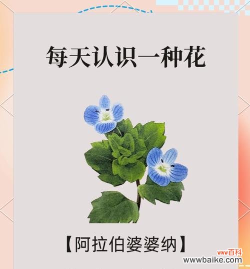 花语如何成为爱情的见证?哪些花语代表爱情?
