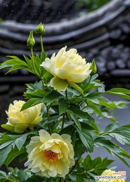 富贵花代表什么？富贵花的真正含义是什么？