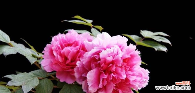 富贵花代表什么？富贵花的真正含义是什么？