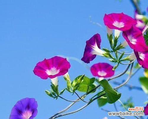 蓝色花象征什么?有哪些花代表坚韧?