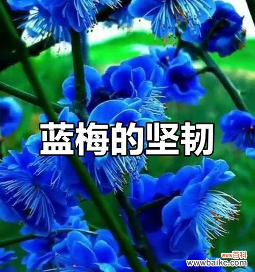 蓝色花象征什么?有哪些花代表坚韧?