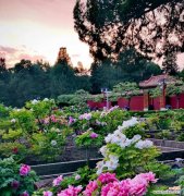 国色天香通常指哪种花？它的花语是什么？