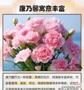 哪种花象征海洋？它的寓意是什么？