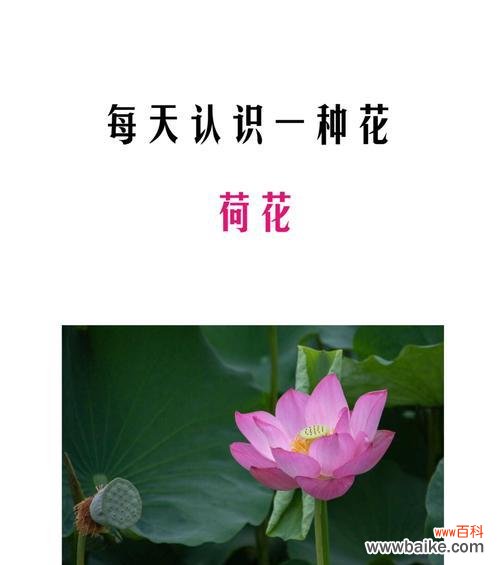 哪种花象征海洋?它的寓意是什么?
