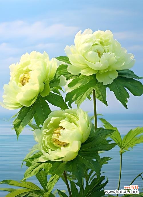 哪种花象征海洋?它的寓意是什么?