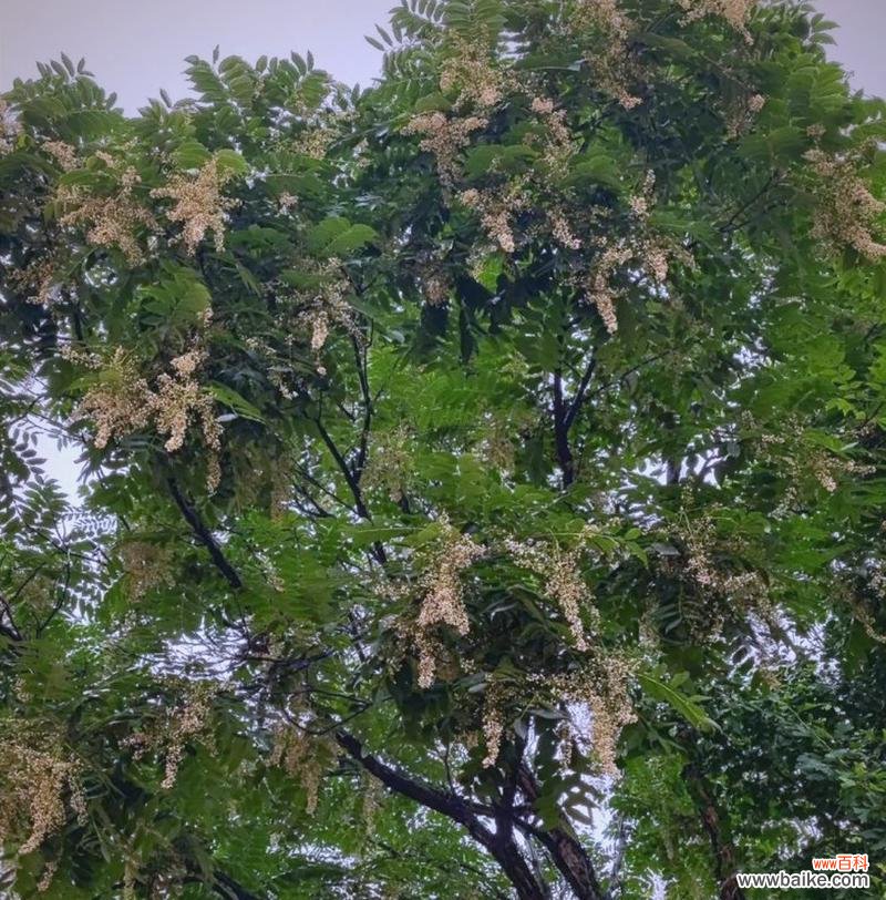 椿花的文化寓意是什么?