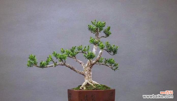 哪种花象征平安辟邪？这种花的寓意有哪些？