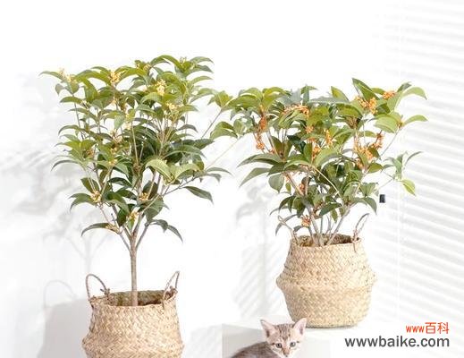 哪种花象征平安辟邪？这种花的寓意有哪些？