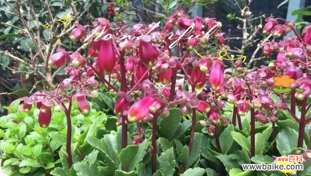 宫灯长寿花有何特别寓意?