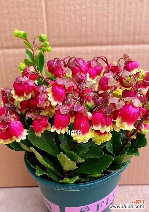 宫灯长寿花有何特别寓意?