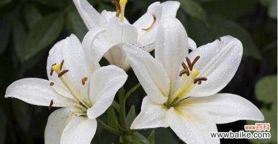 护士节送百合花有什么寓意？百合花在护士节的意义是什么？