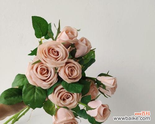 用玫瑰花的颜色传递真情 玫瑰花语颜色代表什么