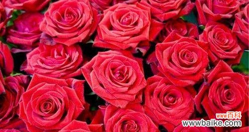 探寻玫瑰花的多重含义 玫瑰花语